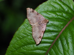 Heterophleps variegata