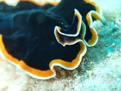 Pseudobiceros hancockanus