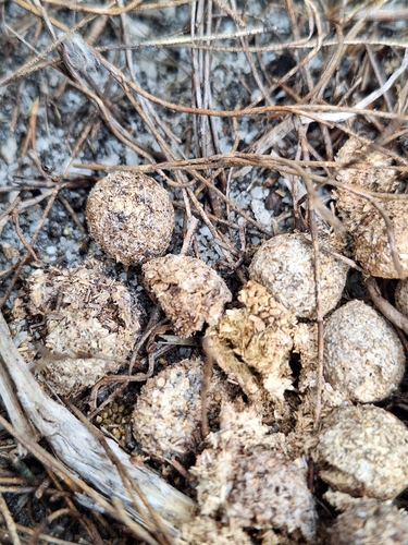 Hewitt's Red Rock Hare
