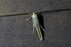 Stathmopoda horticola