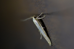 Stathmopoda horticola