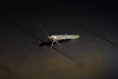 Stathmopoda horticola