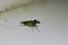 Sylvicola neozelandicus