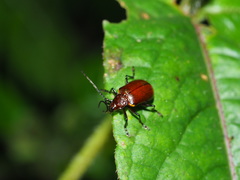 Gallerucida singularis