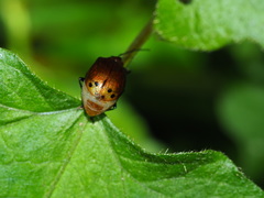 Gallerucida singularis