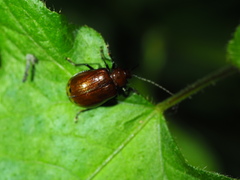 Gallerucida singularis