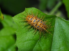 Diekeana admirabilis