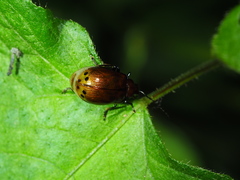 Gallerucida singularis