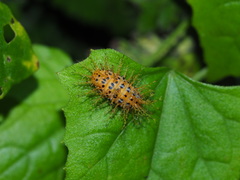 Diekeana admirabilis