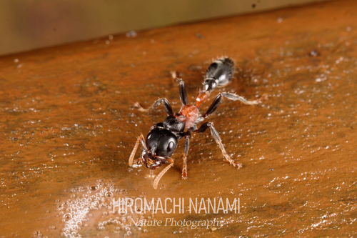 凹唇细长蚁Tetraponera concava
