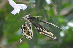 Papilio ophidicephalus