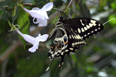 Papilio ophidicephalus