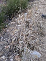 Penstemon spectabilis spectabilis