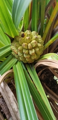 Pandanaceae