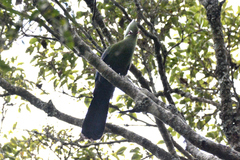 Tauraco corythaix phoebus