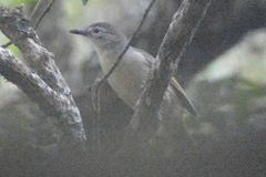Phyllastrephus flavostriatus