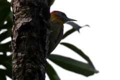 Chloropicus griseocephalus