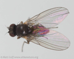 Phytomyza tiarellae