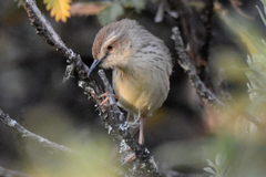Prinia hypoxantha