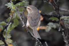 Prinia hypoxantha