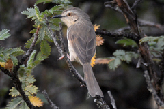 Prinia hypoxantha