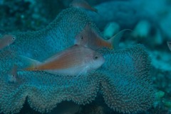 Cyprinocirrhites polyactis