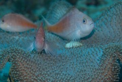 Cyprinocirrhites polyactis