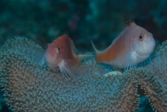 Cyprinocirrhites polyactis