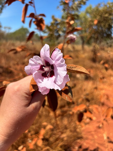 Australian Desert Rose
