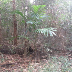 Ptychosperma elegans