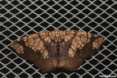 Nematocampa completa