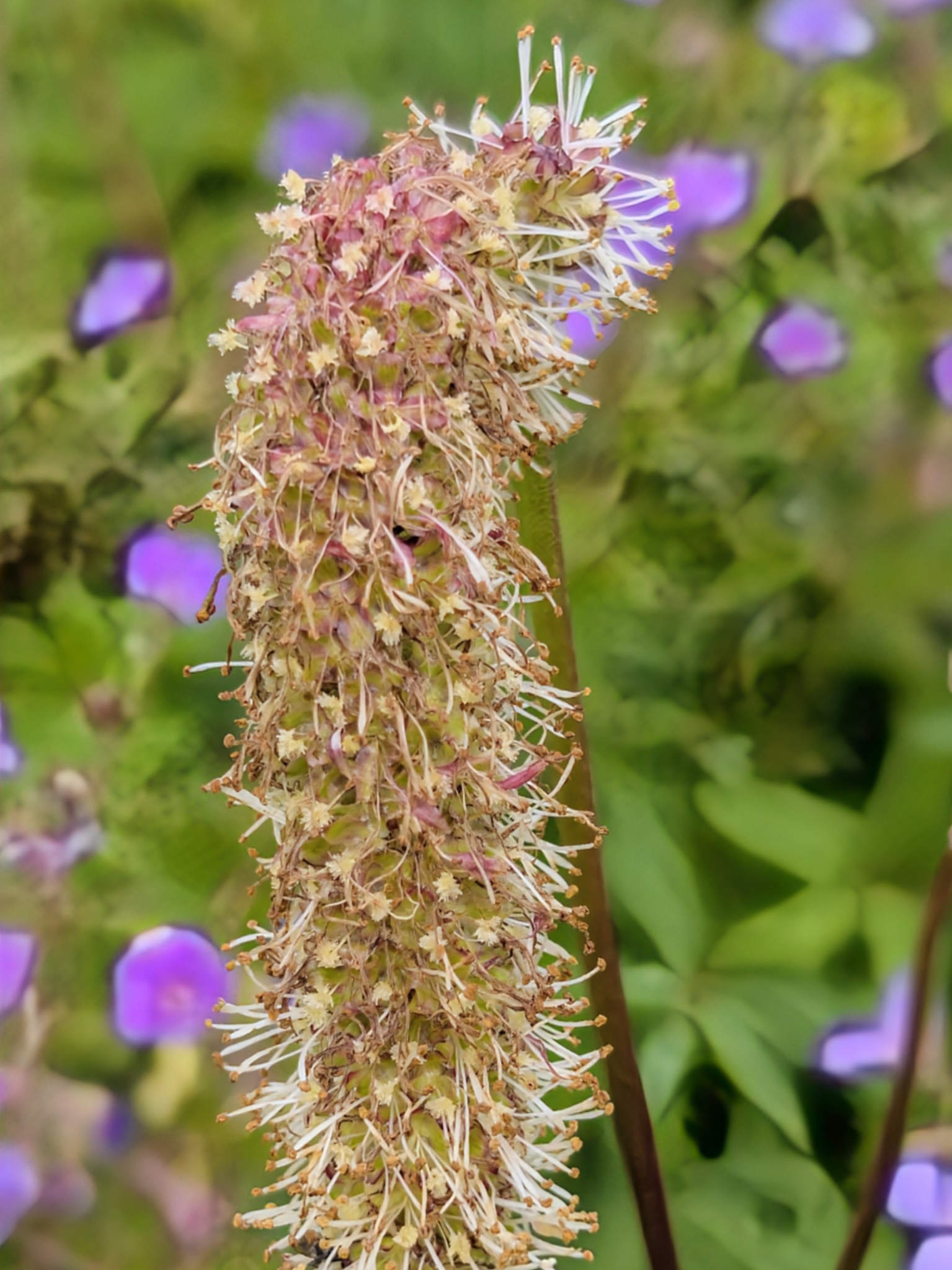 Alpine Burnet (Sanguisorba alpina)