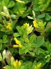 Trifolium micranthum