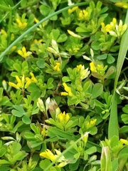 Trifolium micranthum