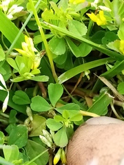 Trifolium micranthum