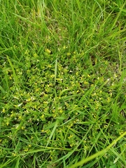 Trifolium micranthum