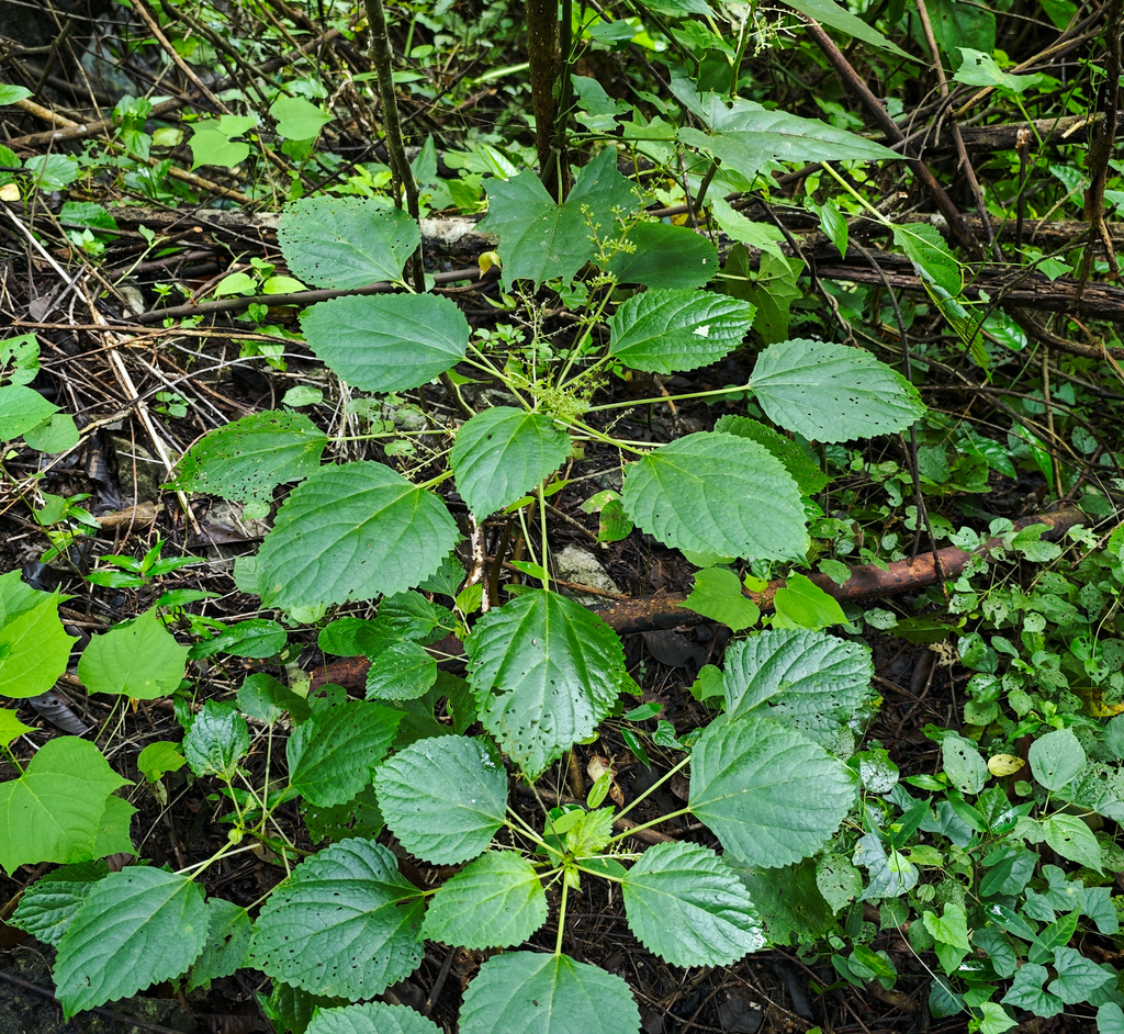 Laportea violacea (Laportea violacea)
