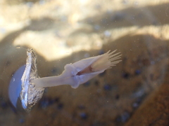 Dosima fascicularis