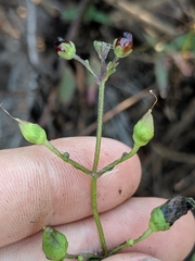 Scrophularia atrata