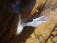 Dosima fascicularis