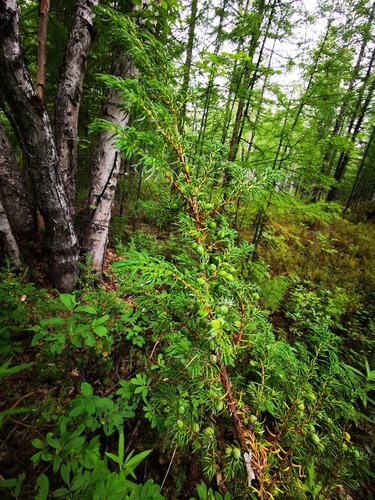 Juniperus communis iNat (3)
