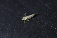 Tingena hemimochla