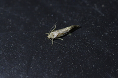 Tingena hemimochla