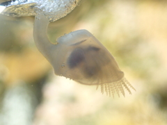 Dosima fascicularis