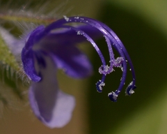 Trichostema oblongum