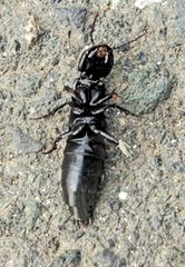 Ocypus curtipennis