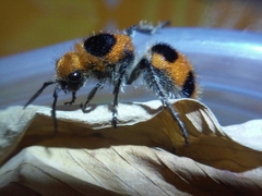 Dasymutilla cressoni
