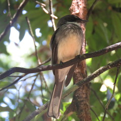 Rhipidura rufiventris