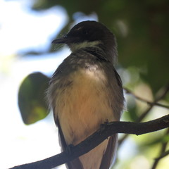 Rhipidura rufiventris