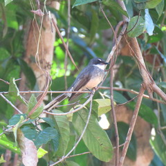 Rhipidura rufiventris